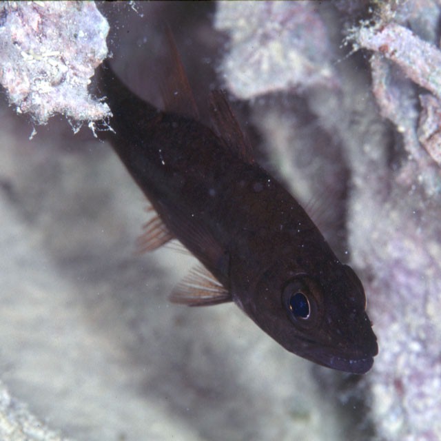 Cheilodipterus singapurensis